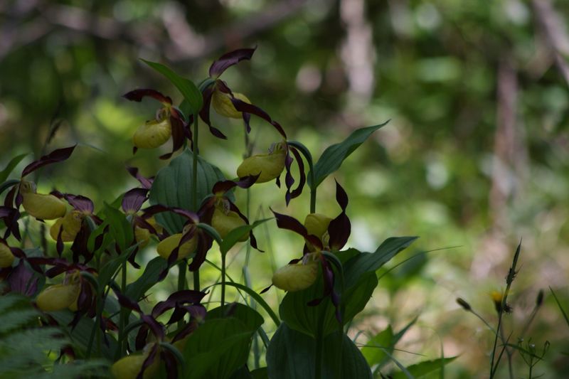 Datei:Frauenschuh 2324 2011-05-26.jpg
