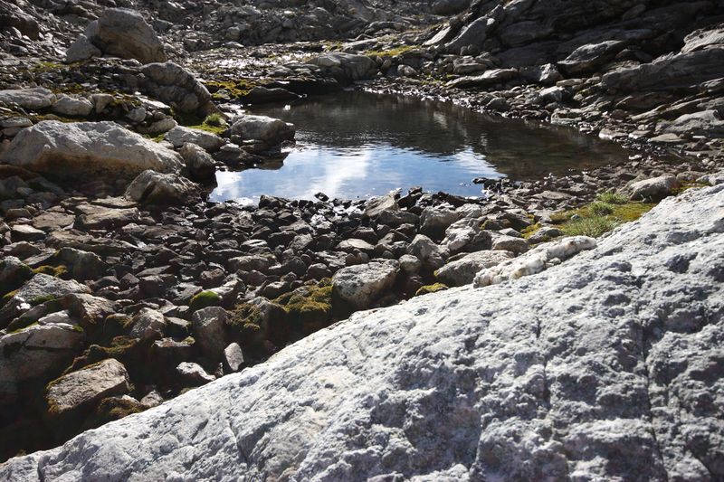 Datei:Goldlacken 0255 2013-10-08.jpg