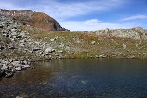 Nördliche krukecklacke 01693 2015-09-13.jpg