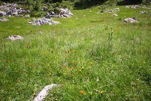 Rotböden-kemetgebirge 97187 2015-07-16.jpg