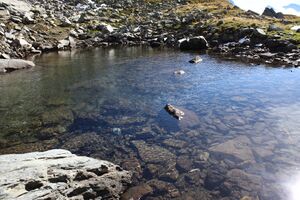 Südliche krukecklacke 01713 2015-09-13.jpg