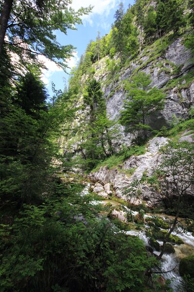 Datei:Bachwand zimitzbach 77701 2018-06-04.jpg