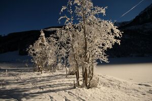 Bodensee 26490 2014-01-01.jpg