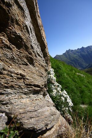 Edelweiß wildkar 0741 13-07-27.jpg
