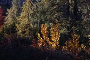 Bei der kammalm 40609 2012-10-05.jpg