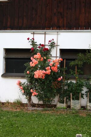 Brandstätterhof 8024.jpg