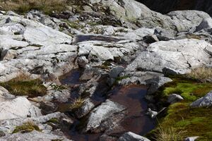 Goldlacken 0459 2013-10-08.jpg