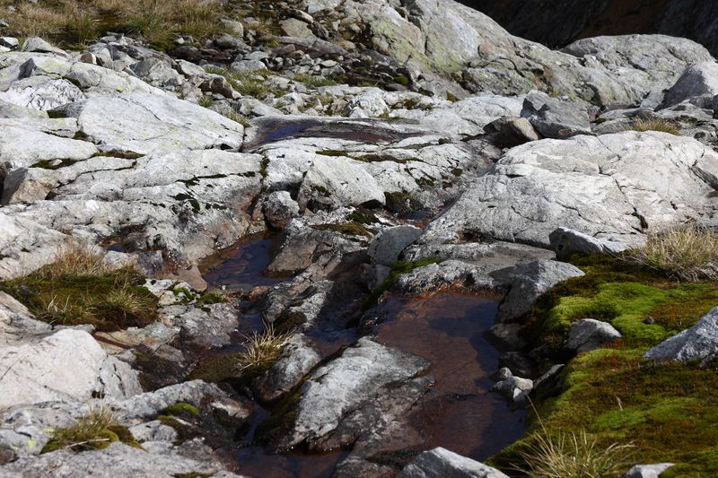 Datei:Goldlacken 0459 2013-10-08.jpg