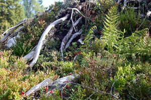 Handleralm Straßen-BA-0113-2023-09-17.jpg