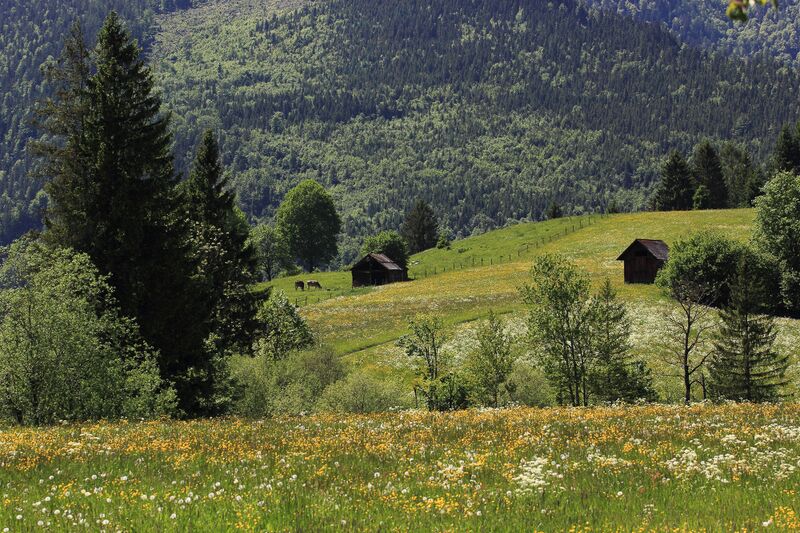 Datei:Kainischmoos pichl-kainisch 50070 2017-05-27.jpg
