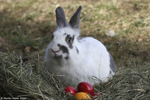 Osterhase100330wiki.jpg