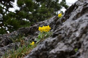 Petergstamm stornalm 90426 2015-05-16.jpg