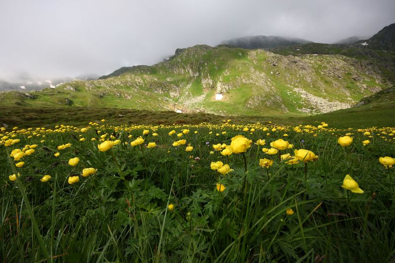 Datei:Trollblume blaufeldscharte 58089 2013-07-10.jpg
