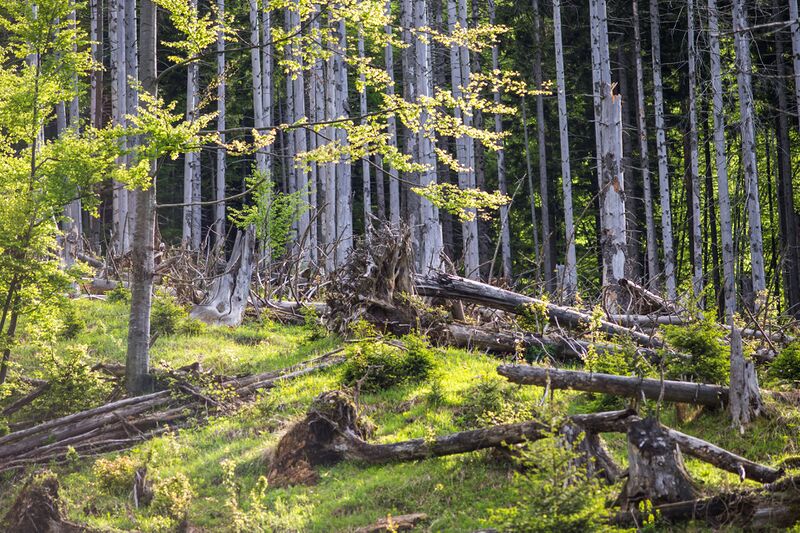 Datei:Wildnisgebiet Dürrenstein-Lassingtal 01.jpg