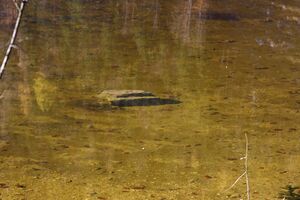 Ödensee 78056 2014-11-03.jpg