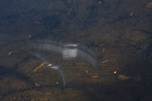 Duisitzkarsee 14375 2011-11-30.jpg