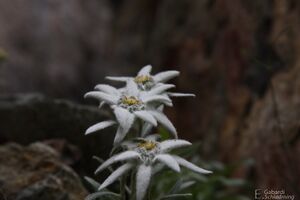 EdelweißIMG 6236.jpg