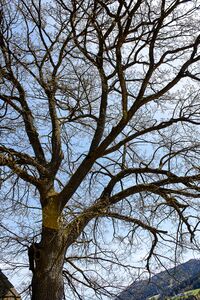 ND stieleiche 964-lassing-300260-2023-05-04.jpg