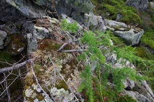 Wildkar 1935 2008-06-26.jpg