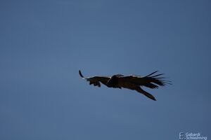 Bartgeier3553.jpg