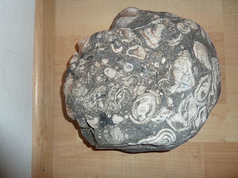 Datei:Fossile Schnecken.jpg