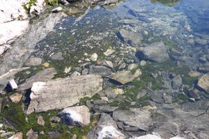 Goldlacken 0398 2008-08-12.jpg