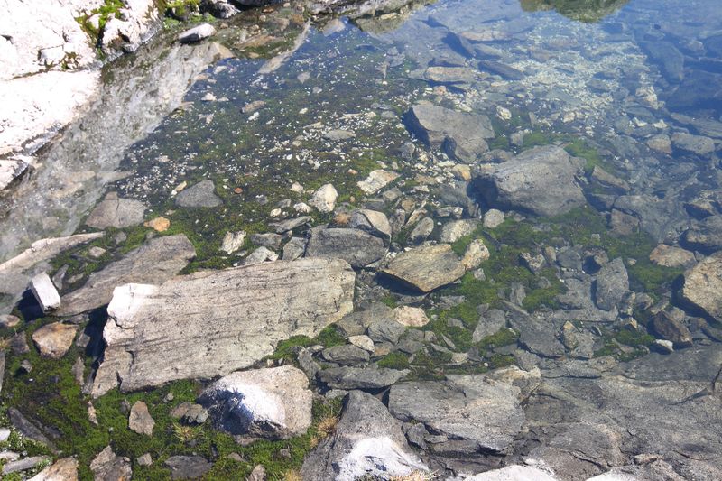 Datei:Goldlacken 0398 2008-08-12.jpg