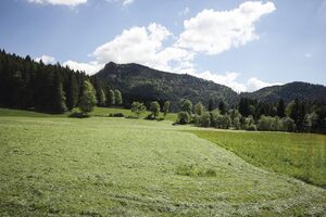 Krautmoos bad mitterndorf-12-2017-05-27.jpg