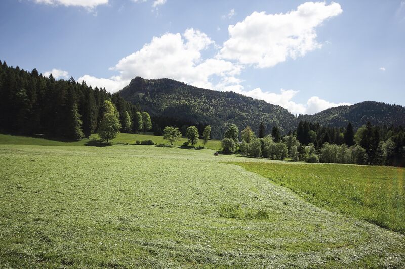 Datei:Krautmoos bad mitterndorf-12-2017-05-27.jpg