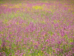 Kuckuckslichtnelken wehrhofalm 25228 2007-06-12.jpg