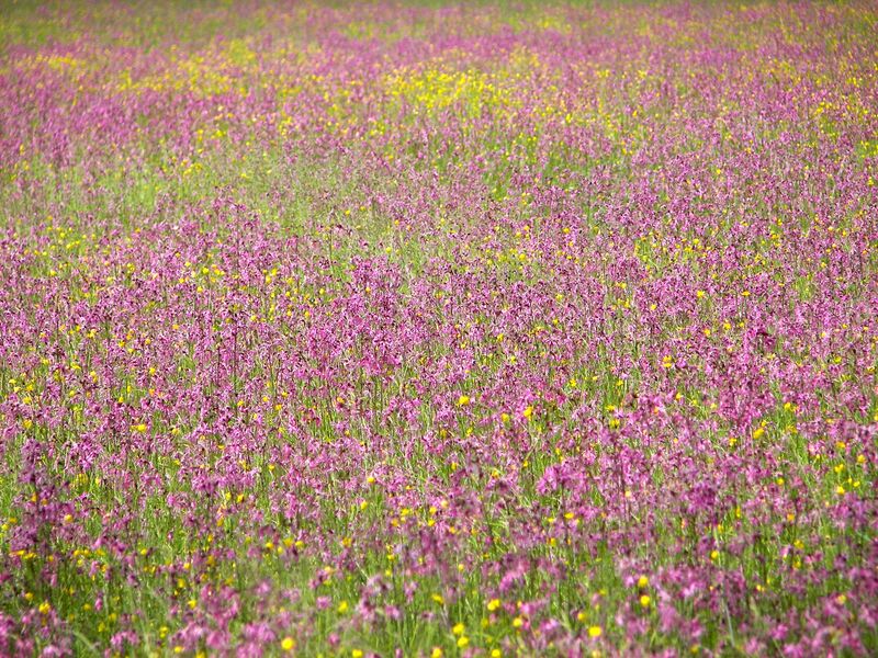 Datei:Kuckuckslichtnelken wehrhofalm 25228 2007-06-12.jpg