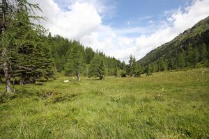 Moor im Tuchmoarkar 79769 2018-07-04.jpg