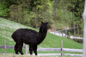 Schlattinger rössing1843.jpg