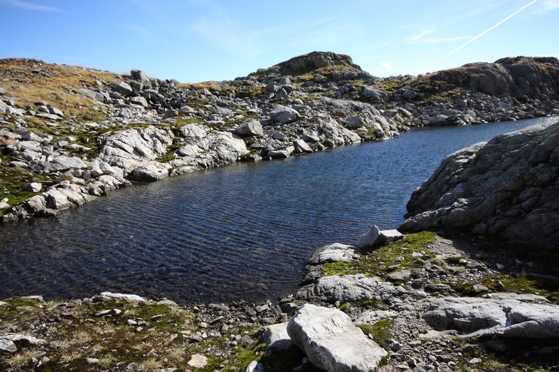 Datei:Goldlacken 0348 2013-10-08.jpg