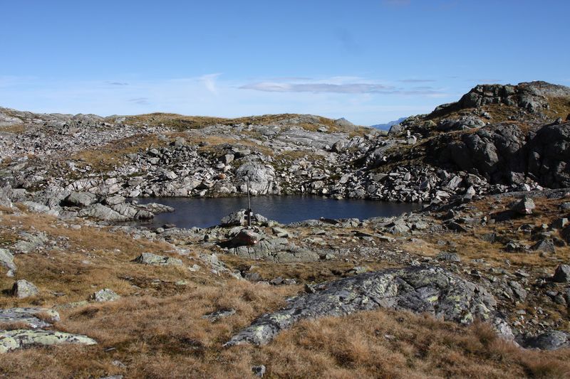 Datei:Goldlacken 0368 2013-10-08.jpg