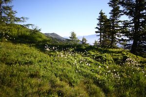 Klockalm 57756 2015-07-11.jpg