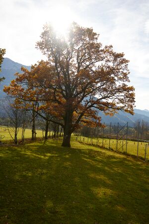 ND905 Stieleiche weng-0238-2021-10-31.jpg