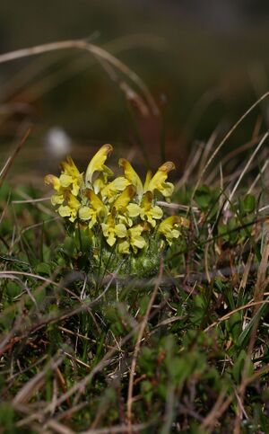 Buchs-Kreuzblume- sabinkar 90306 2015-06-08.jpg