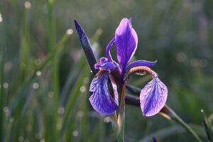 Feuchtwiesen trautenfels5993.jpg