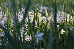 Feuchtwiesen trautenfels6023.jpg