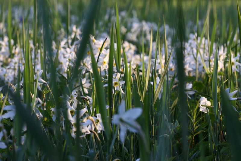 Datei:Feuchtwiesen trautenfels6023.jpg