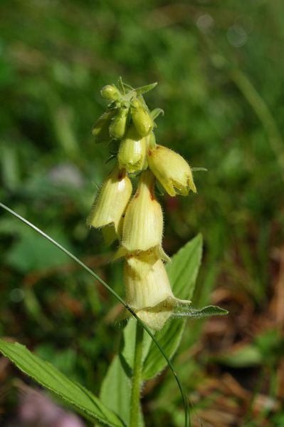 Datei:Im stegerkar 23837 2008-07-09.jpg