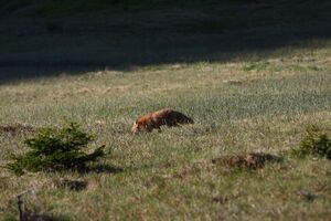 Rotfuchs sabinkar 90296 2015-06-08.jpg