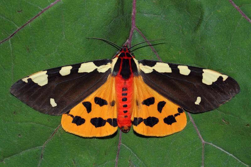 Datei:Wildnisgebiet Dürrenstein-Lassingtal 05.jpg