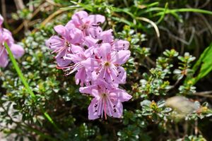 Zwerg-Alpenrose ursprung 90841 2014-06-22.jpg
