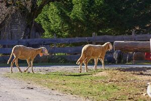 Burgstaller 14063 2015-11-12.jpg