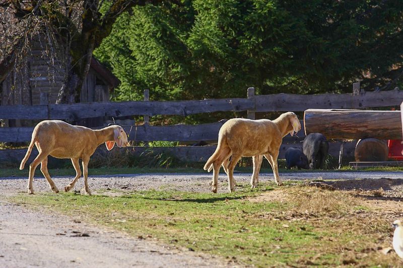 Datei:Burgstaller 14063 2015-11-12.jpg