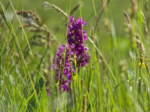 Knabenkraut weitgaßalm 90629 2007-05-25.jpg