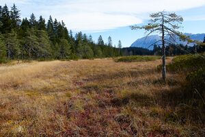 Knoppenmoos pichl-0289-2021-10-30.jpg