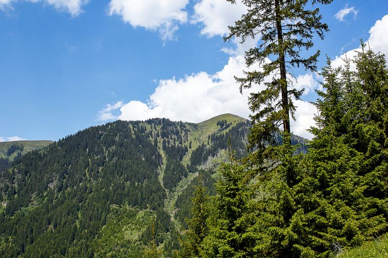 Datei:Mooseck donnersbachwald-2000-2021-06-17.jpg